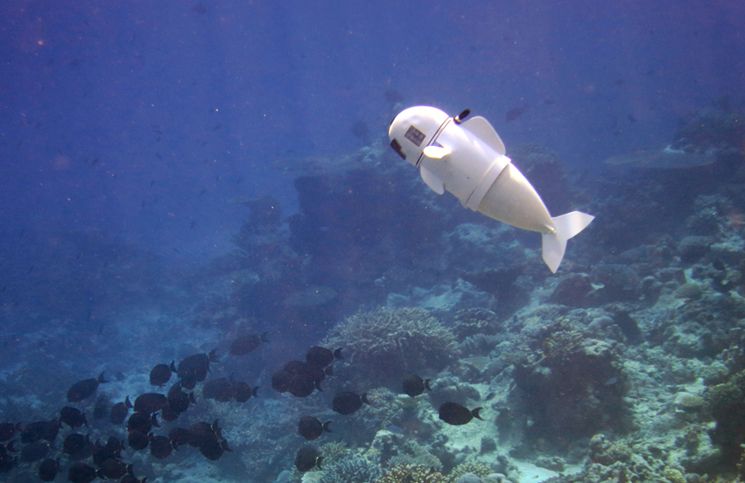 Robot SoFi Resiflerde Yüzecek