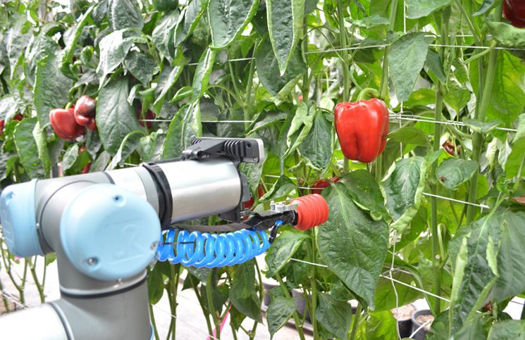 Bu Robot Bahçede Yetişen Biberleri Topluyor
